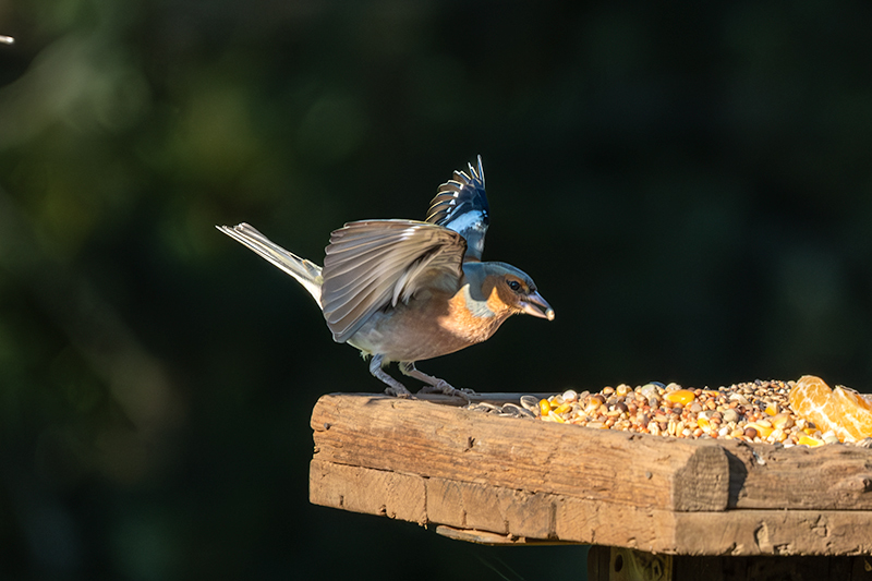 Pinsà comú (Fringilla coelebs)