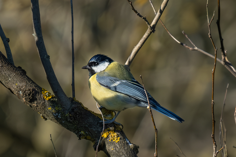 Mallerenga carbonera (Parus major)