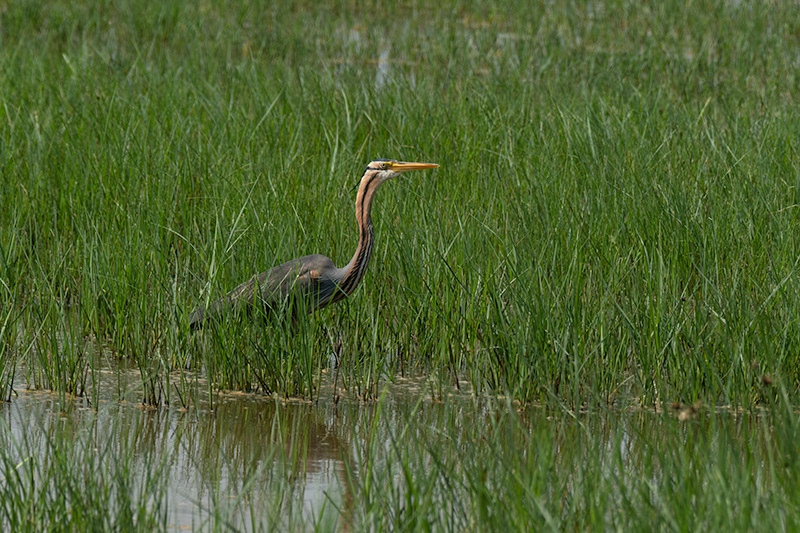 Agró roig ( Ardea purpurea )