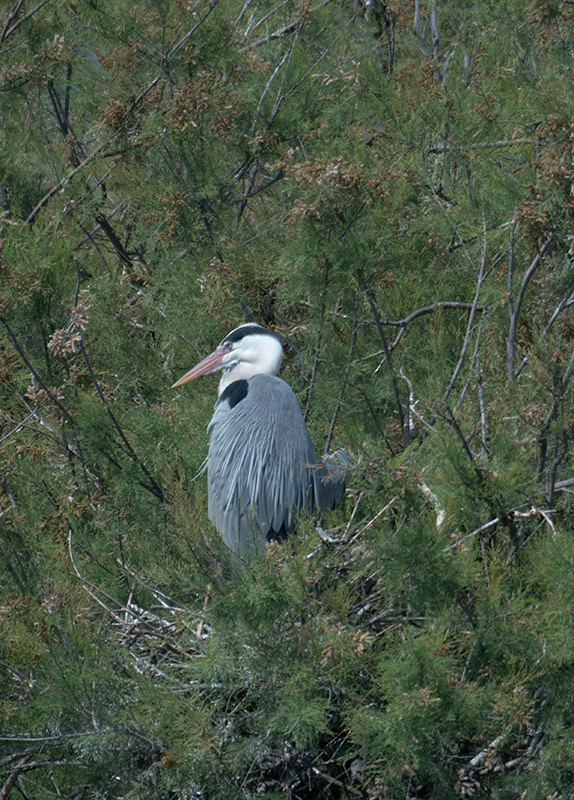 Bernat pescaire (Ardea cinerea)