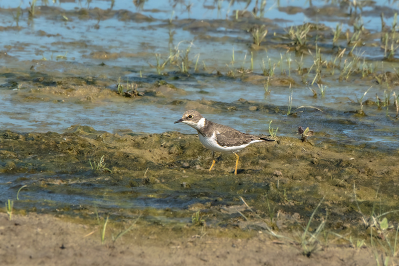 Corriol gros (Charadrius hiaticula)