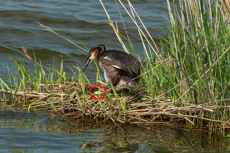 Cabussó emplomallat (Podiceps cristatus)