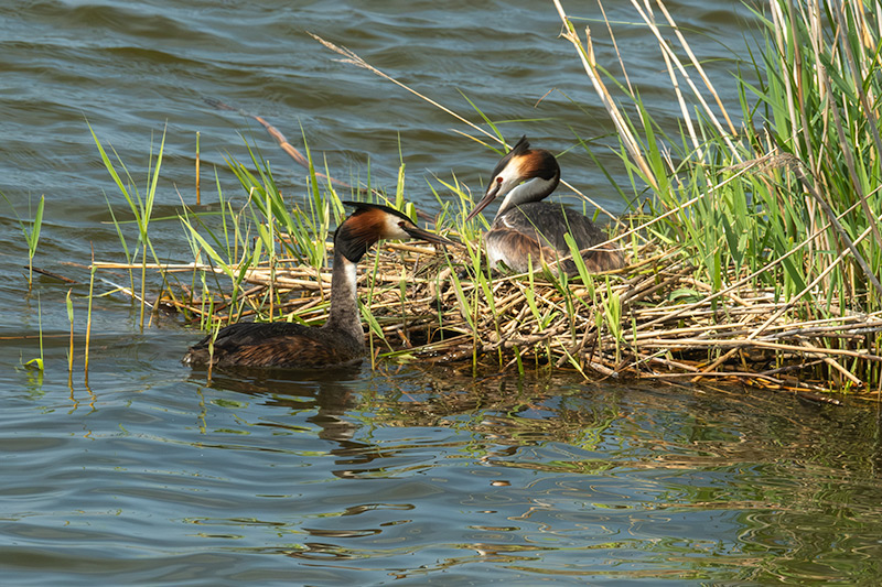 Cabussó emplomallat (Podiceps cristatus)