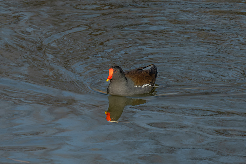 Polla d'aigua (Gallinula chloropus)