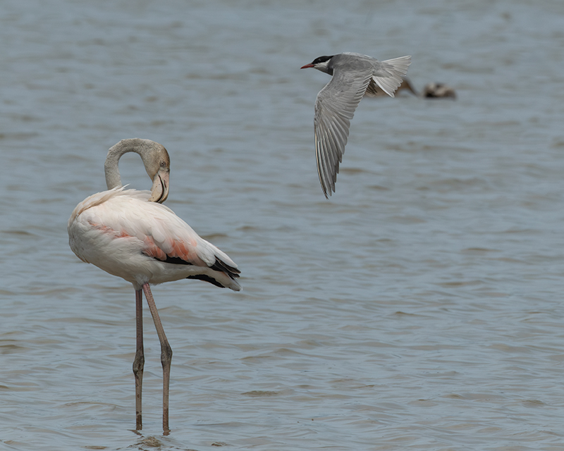 lamenc ( Phoenicopterus ruber) Fumarell carablanc ( Chlydonias hybridus )