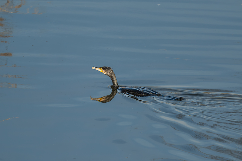 Corb marí ( Phalacrocorax carbon )