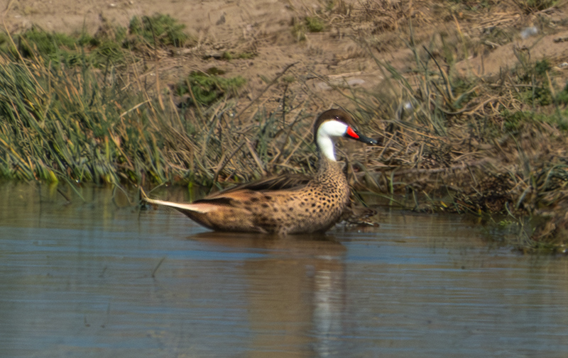 Xarxet de les Bahames (Anas bahamensis)