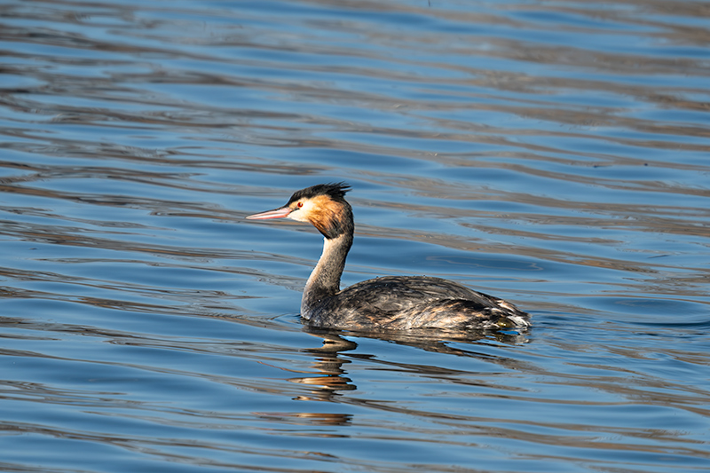 Cabussó emplomallat (Podiceps cristatus)