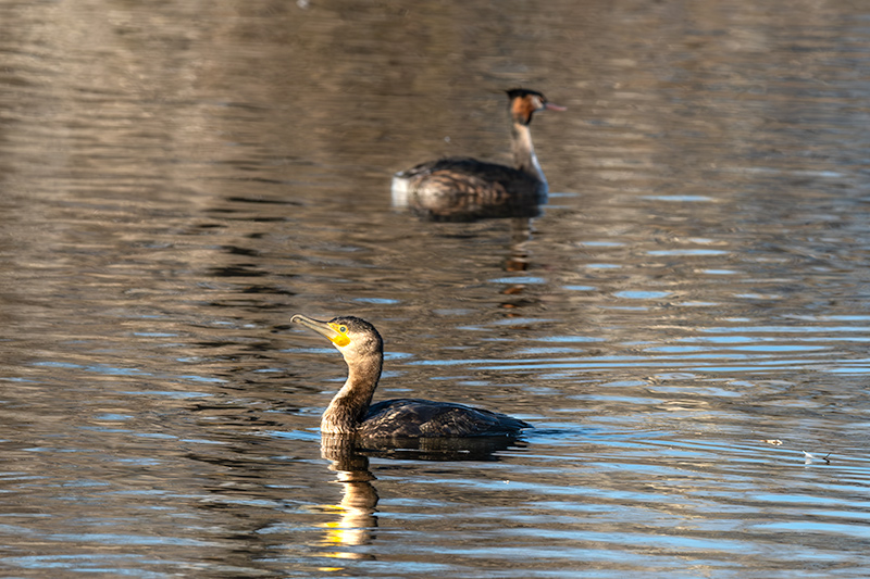 Corb marí ( Phalacrocorax carbon )