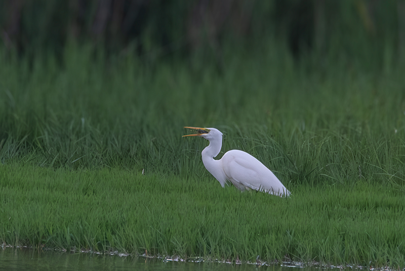 Agró blanc ( Ardea alba )