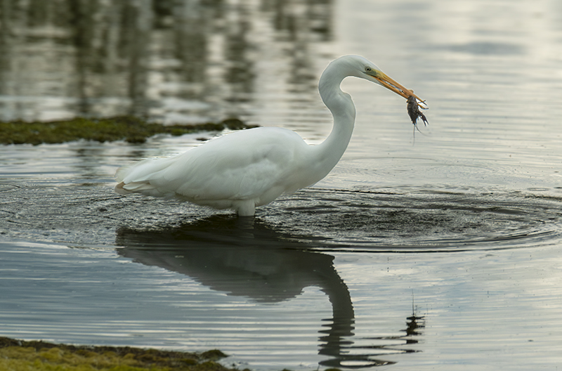 Agró blanc ( Ardea alba )