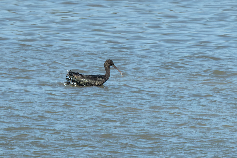 Capó reial ( Plegadis falcinellus )
