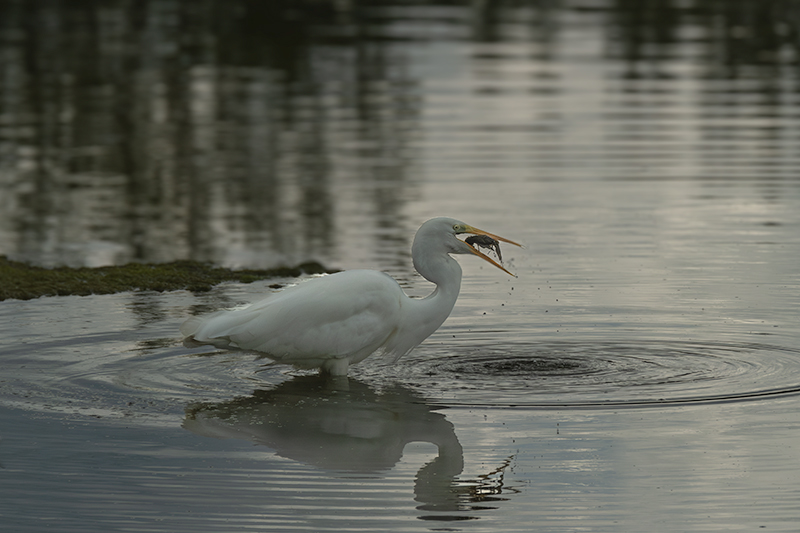 Agró blanc ( Ardea alba )