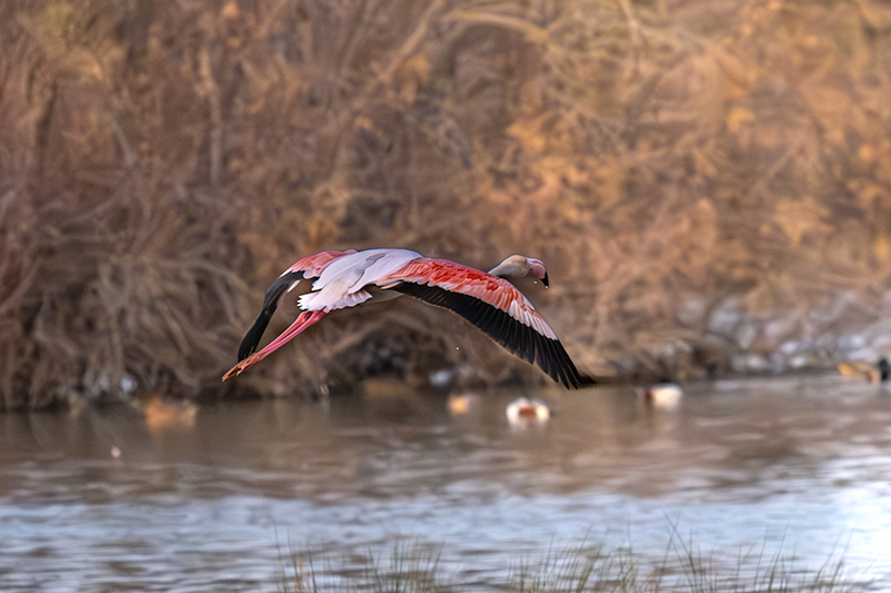 Flamenc ( Phoenicopterus ruber)