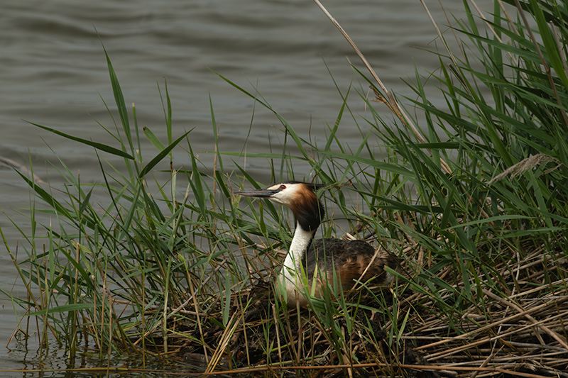 Cabussó emplomallat (Podiceps cristatus)