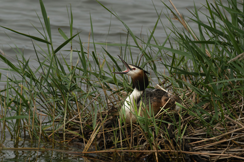 Cabussó emplomallat (Podiceps cristatus)