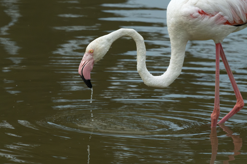 Flamenc ( Phoenicopterus ruber)