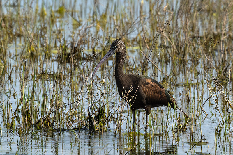 Capó reial ( Plegadis falcinellus )