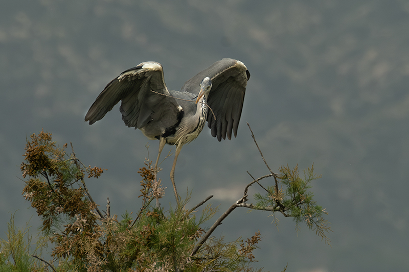 Bernat pescaire ( Ardea cinerea )