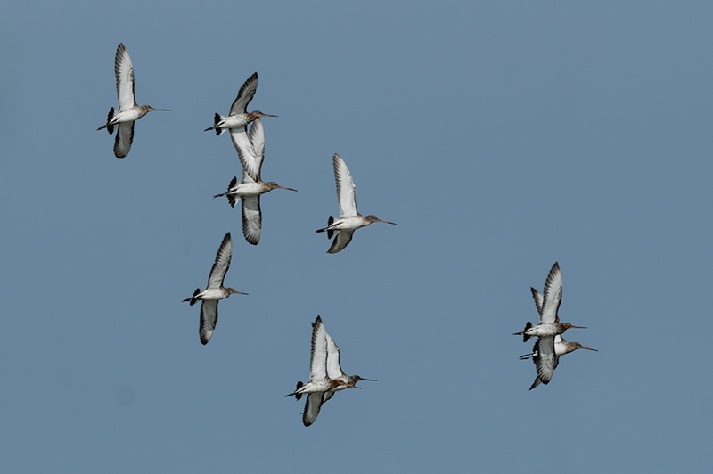 Tètol cuanegre (Limosa limosa)