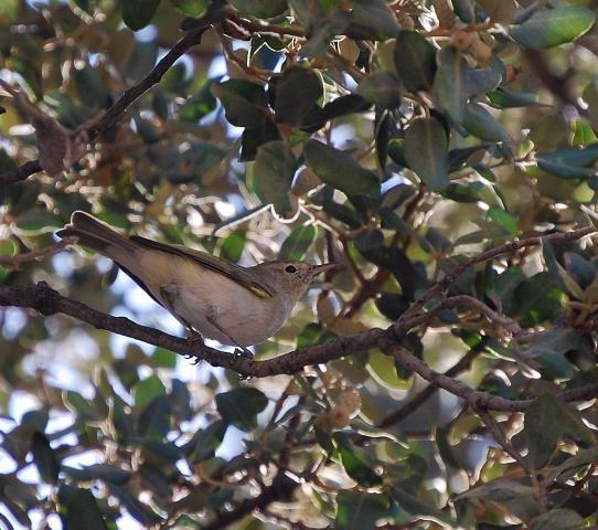 Mosquiter pàl·lid ( Phylloscopus bonelli )