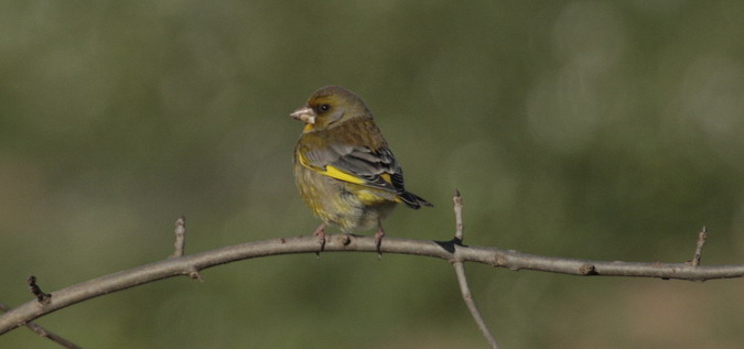 Verdum (carduelis chloris)