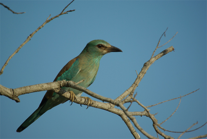 Gaig blau(Coracias garrulus)