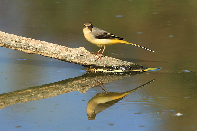 Cuereta torrentera (Motacilla cinerea)