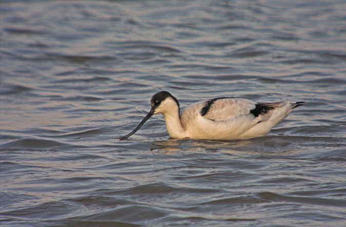 Bec d'alena (Recurvirostra avosetta) 2de2