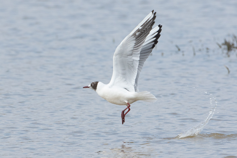 Gaviota reidora