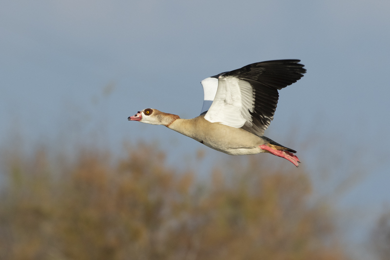 Ganso del Nilo    (Alopochen aegyptiaca)