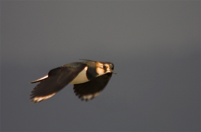 Fredeluga (Vanellus vanellus)