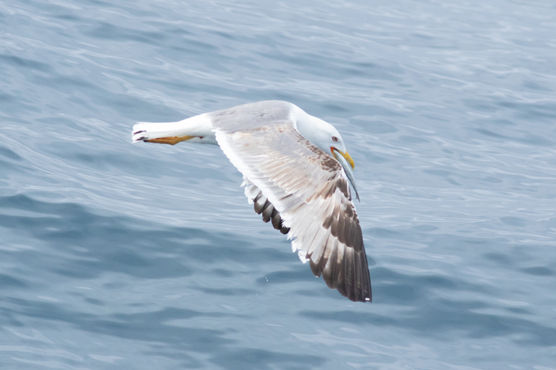 Gaviota patiamarilla