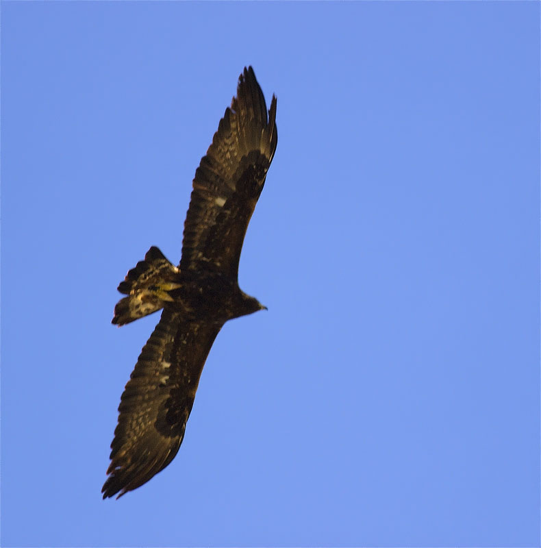 Àguila daurada (Aquila chrysaetos)