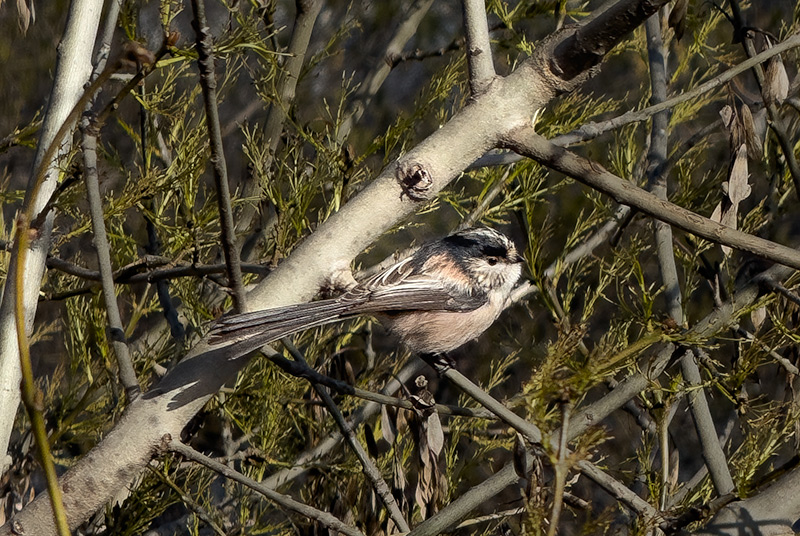 Mallerenga cuallarga (Aegithalos caudatus)