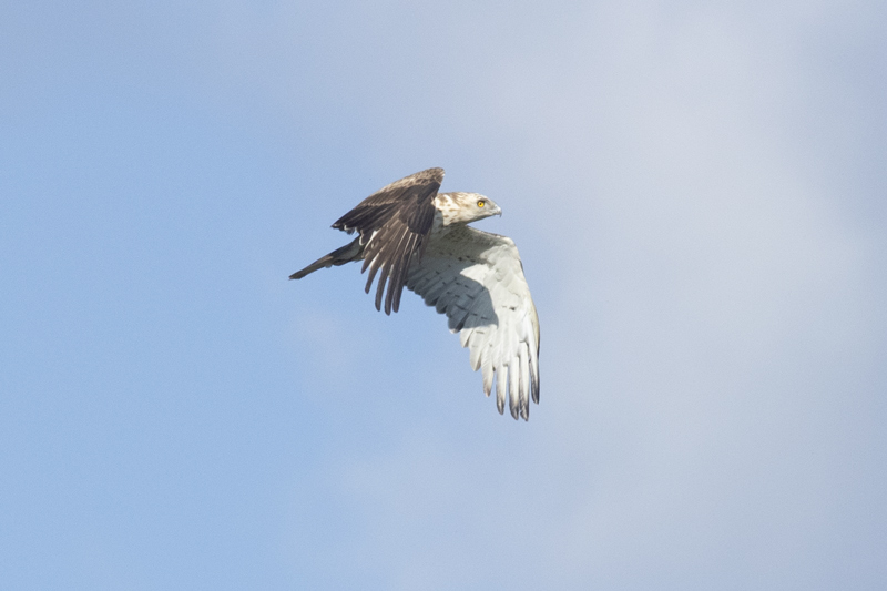 Culebrera europea