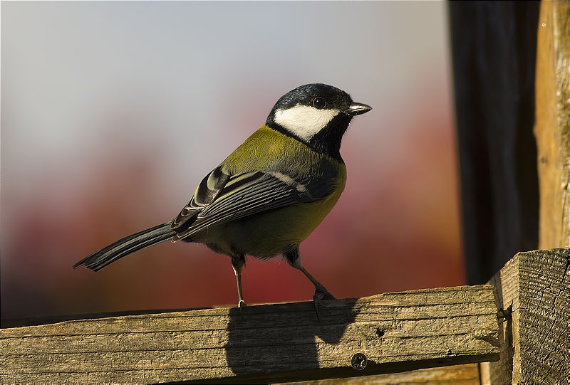 Mallerenga carbonera (Parus major)