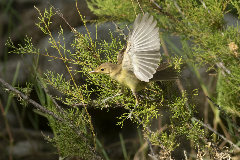Zarcero poliglota (Hippolais polyglotta)