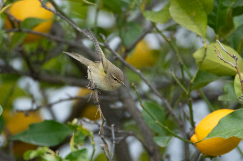 Mosquitero común