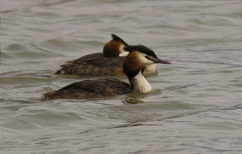 Cabussó emplomallat (Podiceps cristatus)