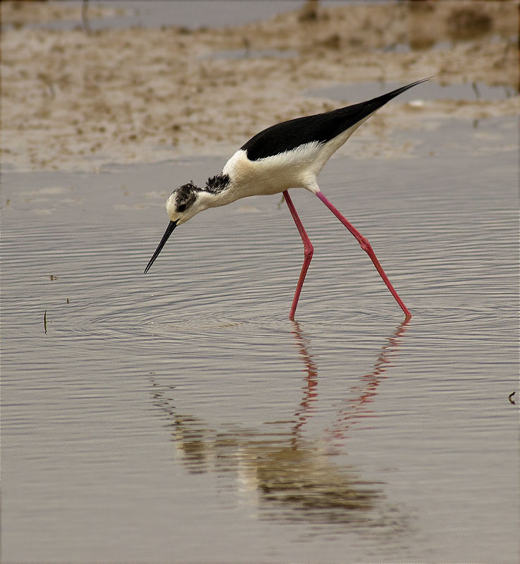 Cames llargues (Himantopus himantopus)