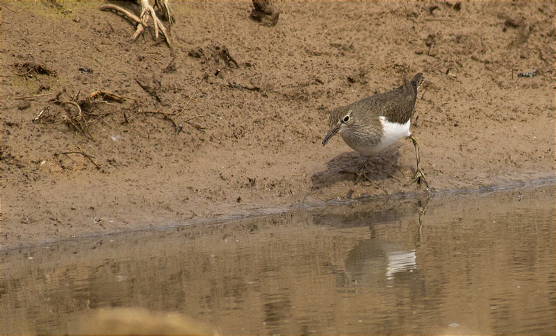 Xivitona (Actitis hypoleucos)