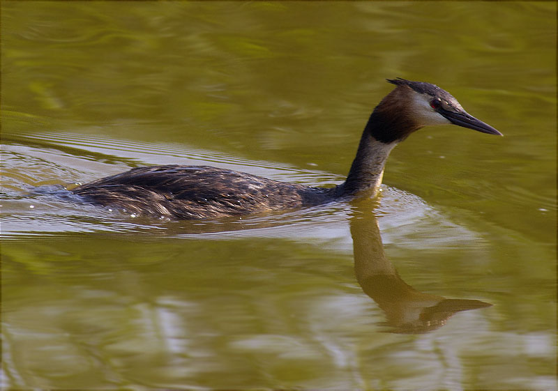 Cabussó emplomallat (Podiceps cristatus)