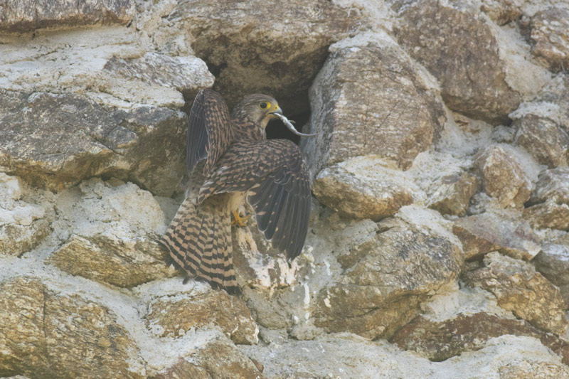 Cazador de lagartos