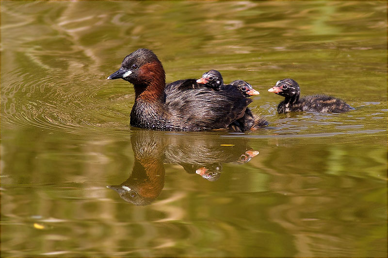 Família de Cabusset (Tachybaptus ruficollis)