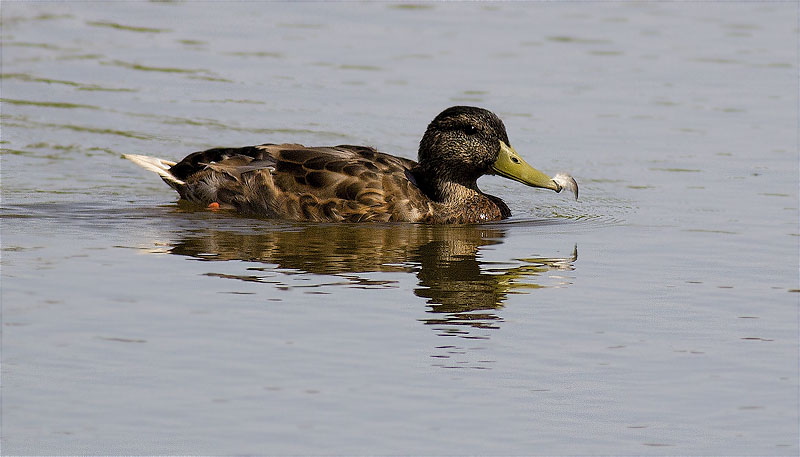 Mascle d'Ànec collverd (Anas platyrhynchos) i ploma