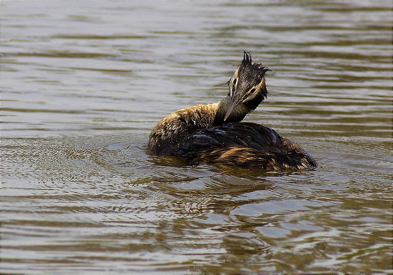 Cabussó emplomallat (Podiceps cristatus)