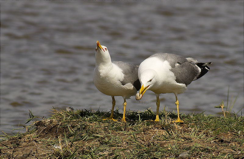 Gavià argentat (Larus michahellis)