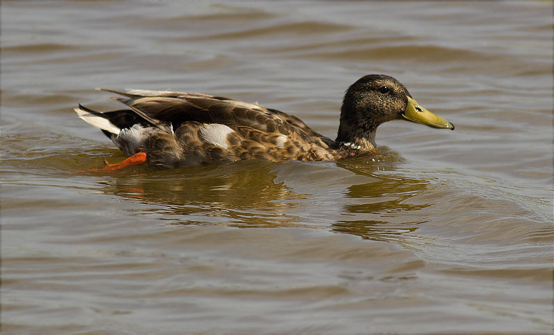 Mascle d'Ànec collverd (Anas platyrhynchos)