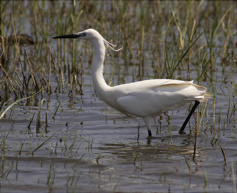 Martinet blanc (Egretta garzetta)